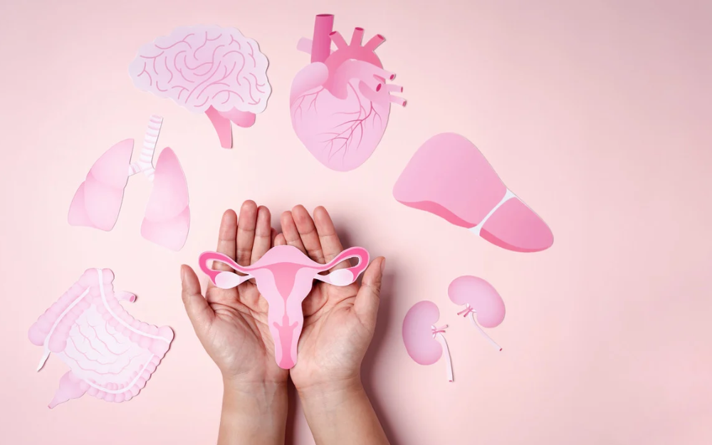 Woman's hands on a pink background holding a drawing of ovaries surrounded by similar style drawing of liver, heart, brain lungs , stomach and kidneys