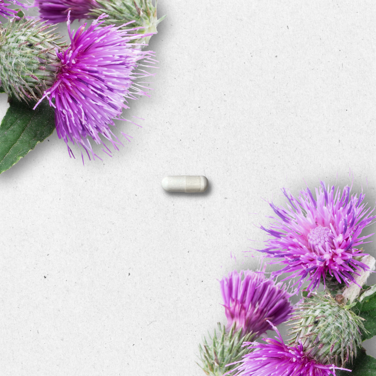 Milk Thistle